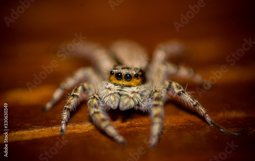Spider Macro © Josué Ramírez
