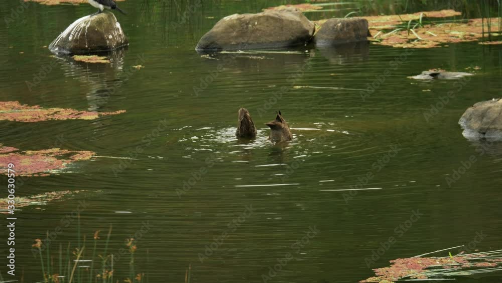 Pair Of Common Black Ducks Duck Diving For Food On The River Floor Pair Of Common Black Ducks Duck Diving For Food On The River Floor