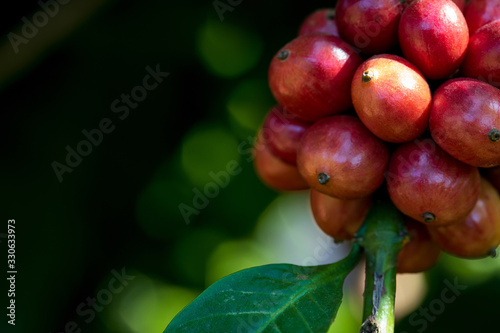 Closeup of robusta coffee beans ripening fruit on tree in farm and plantations in Thailand. photo