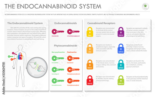 The Endocannabinoid System in Cannabis horizontal business infographic illustration about cannabis as herbal alternative medicine and chemical therapy, healthcare and medical science vector.