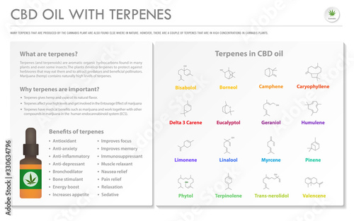 CBD Oil with Terpenes horizontal business infographic illustration about cannabis as herbal alternative medicine and chemical therapy, healthcare and medical science vector.