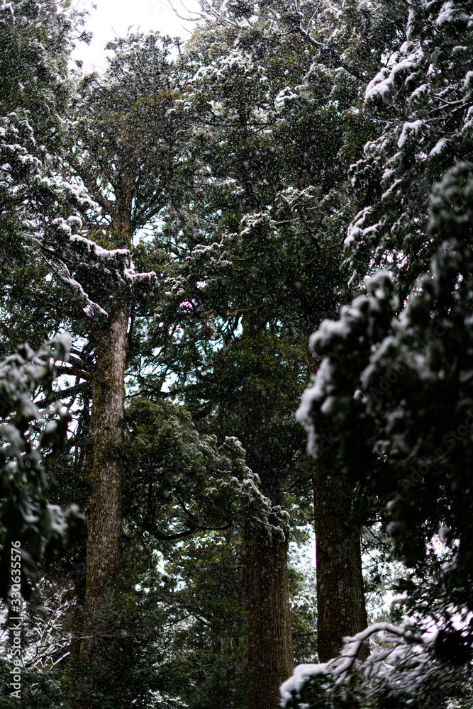 Fototapeta premium Out of season snow