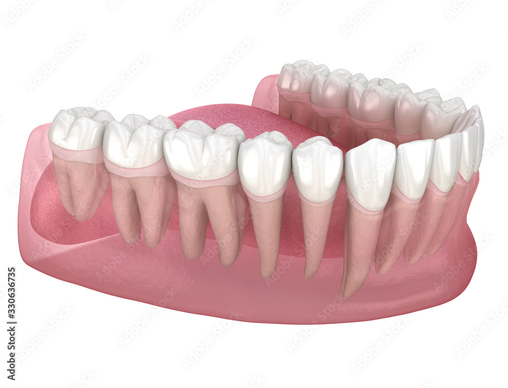 Morphology of human teeth. Medically accurate tooth 3D illustration Morphology of human teeth. Medically accurate tooth 3D illustration