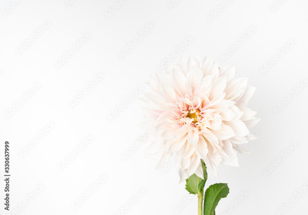 Single fresh dahlia bloom on white background