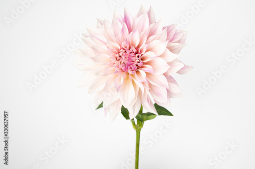 Single fresh dahlia bloom on white background