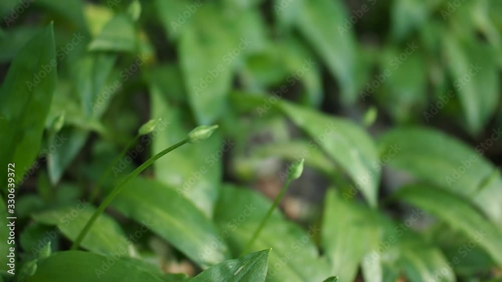 Field of green plants of ramson - wild garlic (Allium ursinum) in woods in HD VIDEO. Illuminated by soft daylight. Low depth of field and blurred background. Close-up. Field of green plants of ramson - wild garlic (Allium ursinum) in woods in HD VIDEO. Illuminated by soft daylight. Low depth of field and blurred background. Close-up.