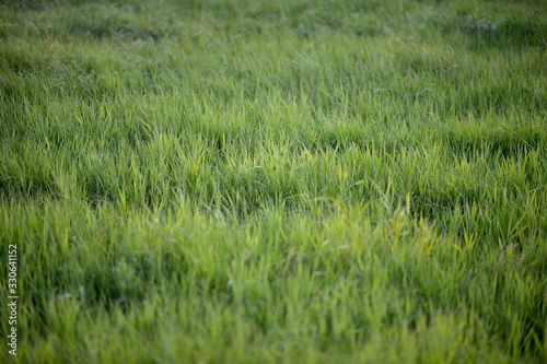 Green field natural background