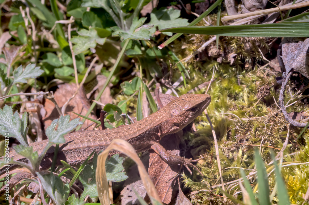 Obraz premium カナヘビ