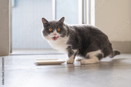 British shorthair cat licks his mouth after eating