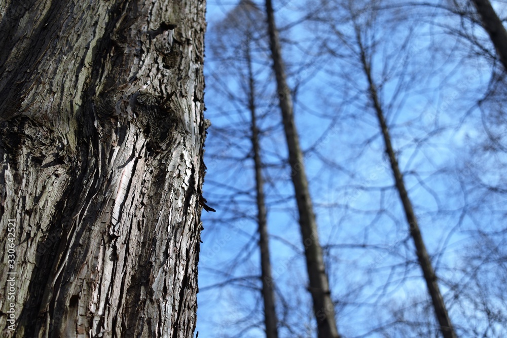 Close-up of a bark of a tree in a forest with the blue sky in the background