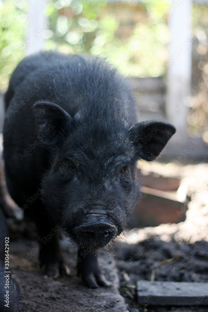 Vietnamese black bast-bellied pig. Herbivore pigs a Vietnamese black bast-bellied pig. Herbivore pigs a