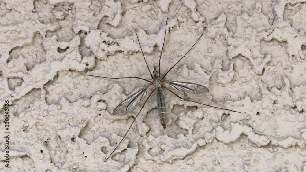 4K HD video of one crane fly sometimes known as mosquito hawks or daddy longlegs, resting on stucco exterior of a desert home. An adult crane fly resembles an oversized mosquito 4K HD video of one crane fly sometimes known as mosquito hawks or daddy longlegs, resting on stucco exterior of a desert home. An adult crane fly resembles an oversized mosquito
