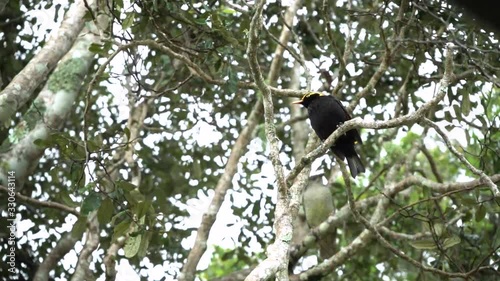 male and female Regent Bowerbird  perching on the tree beautiful morning Australia photo