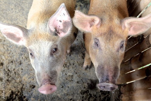 two pigs on the pig farm