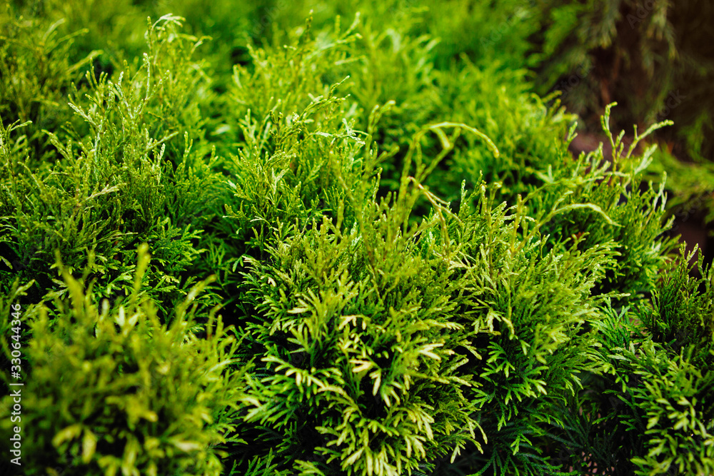 Background for web design green needles.