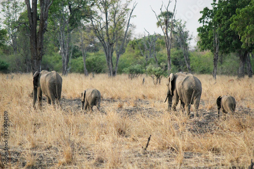 Photography herd of elephants in Africa