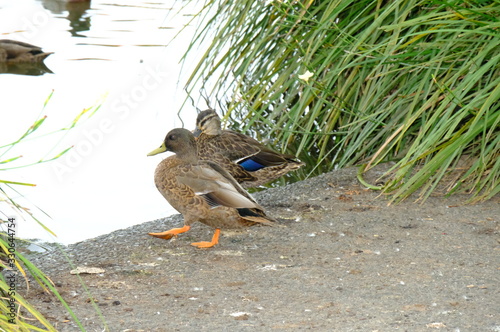 duck swimming on the lake, New Zealand photo