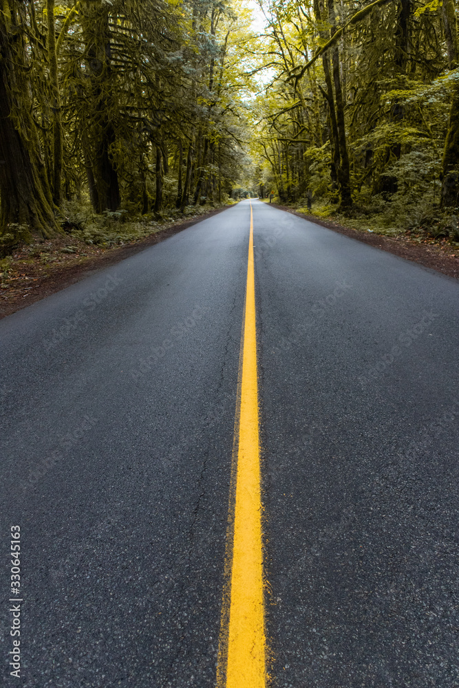 highway through ttrees