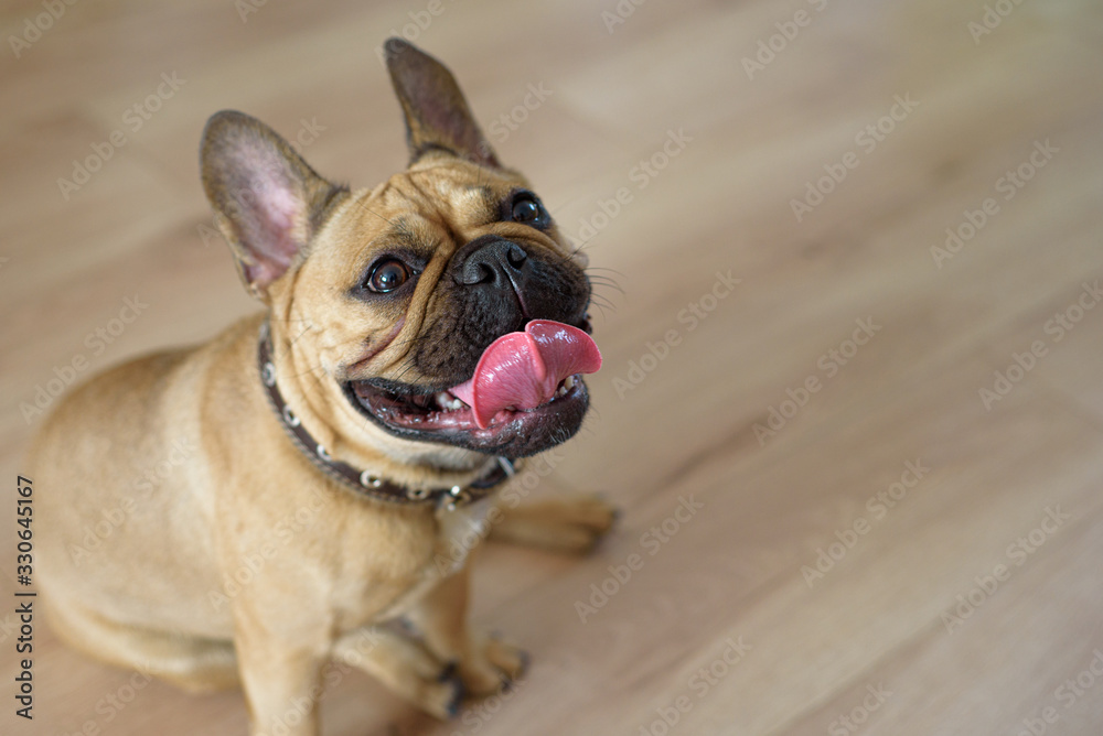 French bulldog sitting and panting on the floor
