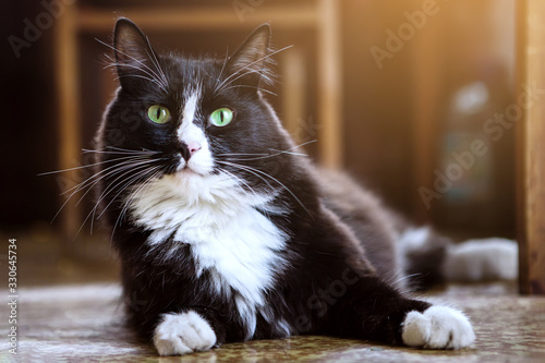 Black and white cat lies