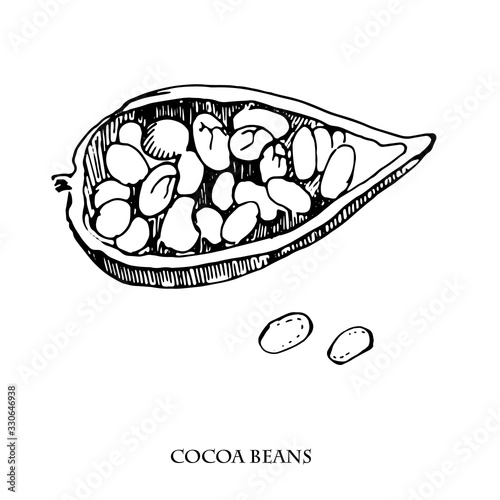 Cocoa beans vector set illustration.Vintage ink hand drawn beans, isolated on white background.Isolated botanical cooking object.