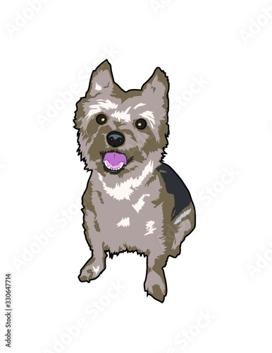 Fototapeta Naklejka Na Ścianę i Meble -  Yorkie. yorkshire terrier. vector illustration. dog. pet.