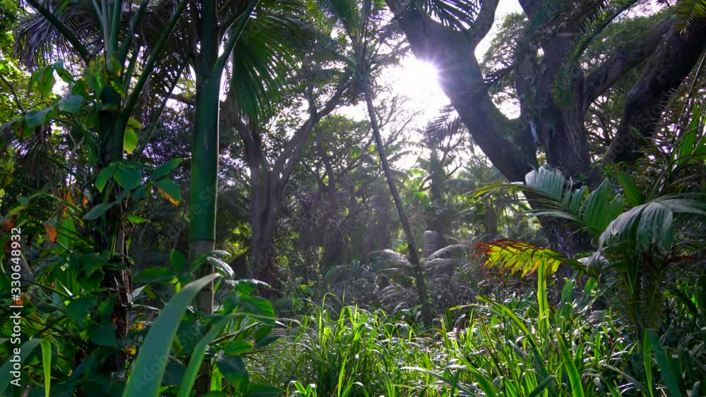 A tropical rainforest background shot in 4K. Green forest with palm ...