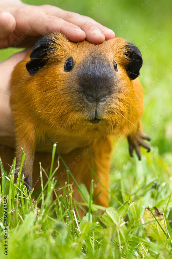 female hands hold a guinea pig over the grass female hands hold a guinea pig over the grass