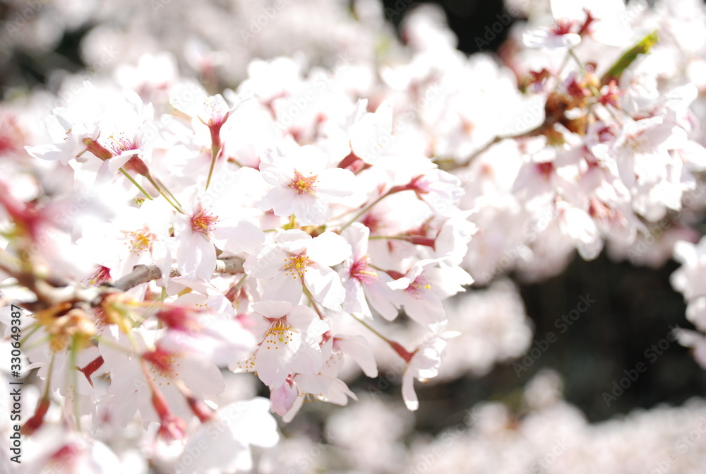 桜　満開　枝いっぱいの花　黒背景
