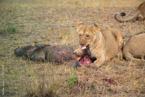 Fototapeta Naklejka Na Ścianę i Meble -  Lioness feeding on a fresh Warthog kill at Masai Mara, Kenya, Africa
