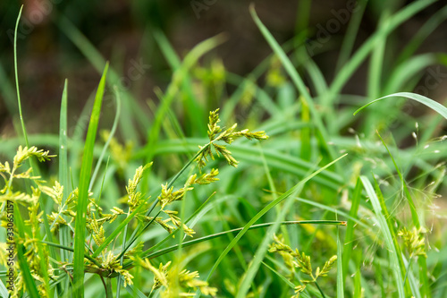 weeds with flowers growing in cultivation