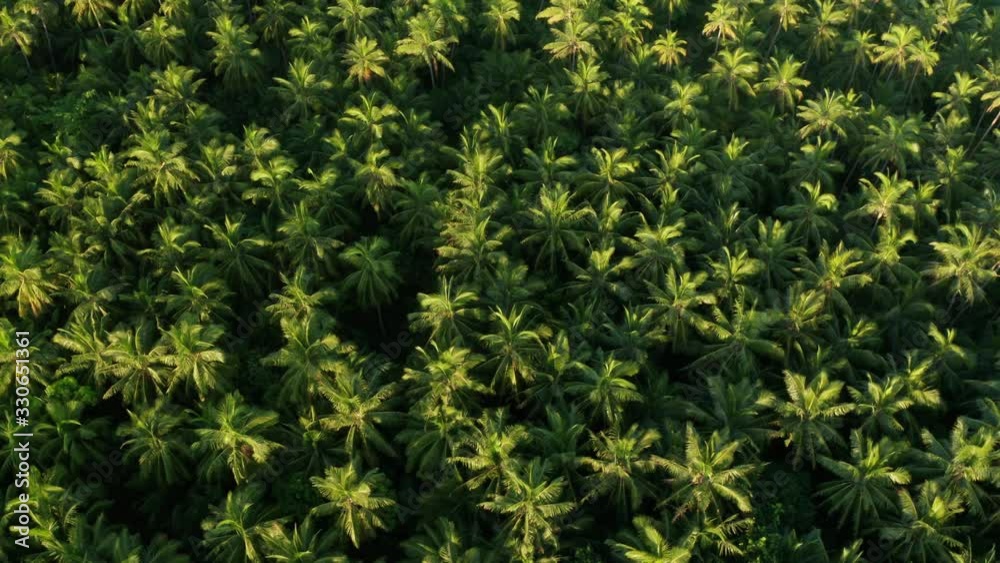 An Island Full Of Green Coconut Trees Located In Fiji Island. -aerial shot An Island Full Of Green Coconut Trees Located In Fiji Island. -aerial shot