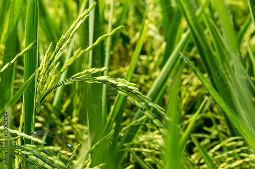 Green ears of rice growing in the crop