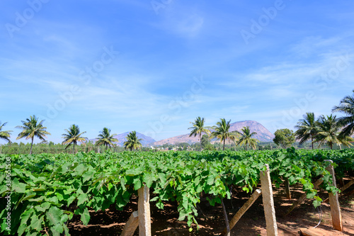 Vineyard near the city of Bengaluru or Bangalore, Karnataka, India