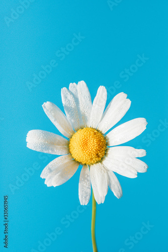fresh white daisy with dew drops or after rain on blue sky background  close-up vertical outdoors stock photo image