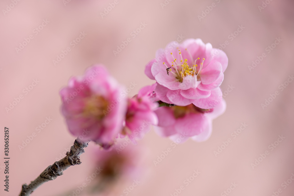 Close up of plum blossom flowers Close up of plum blossom flowers