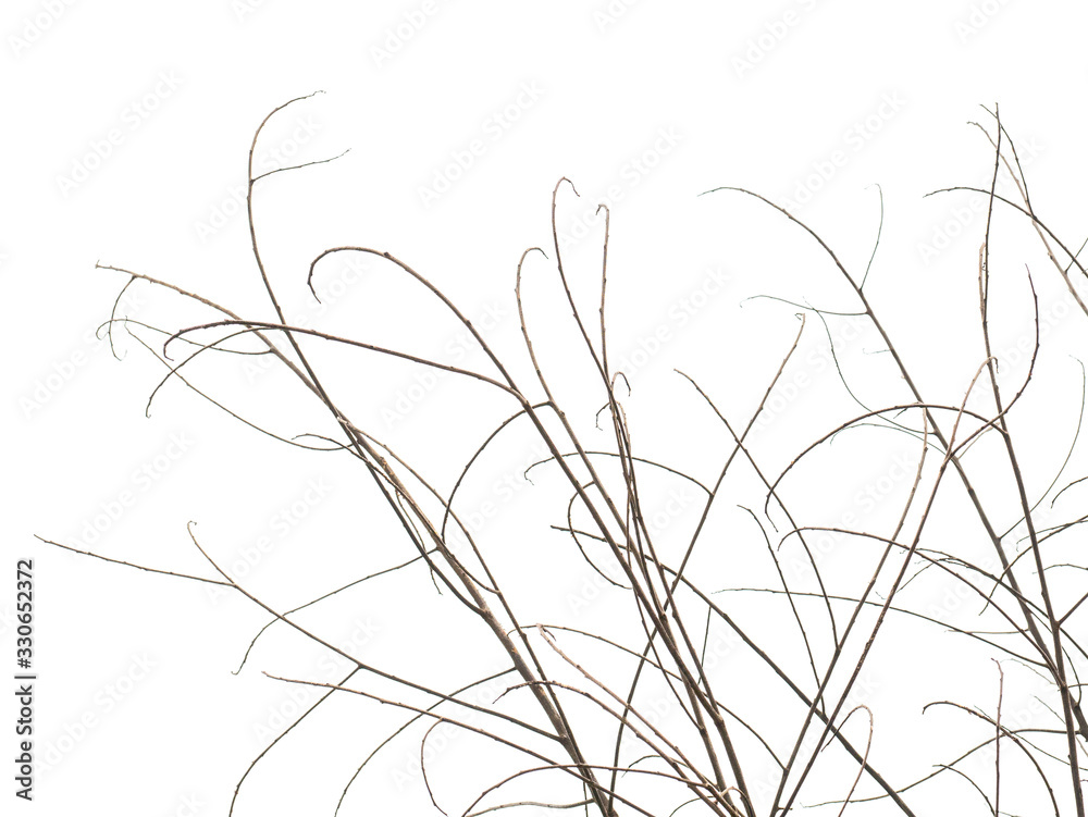 Dry twig isolated on white background, Clipping path. Dry twig isolated on white background, Clipping path.