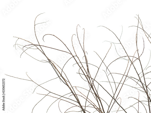 Dry twig isolated on white background  Clipping path.