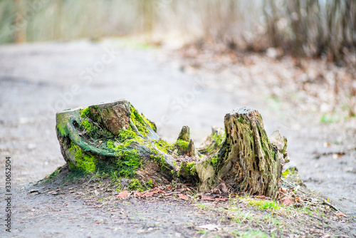 Photography Old stub with green moss in autumn
