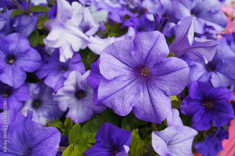 Many violet petunia flowers background