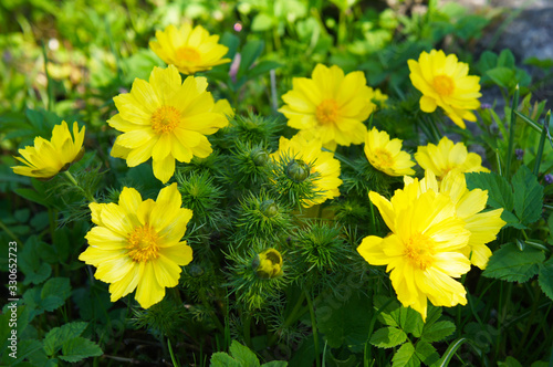Adonis vernalis or spring pheasant's eye green plant with yellow flowers photo