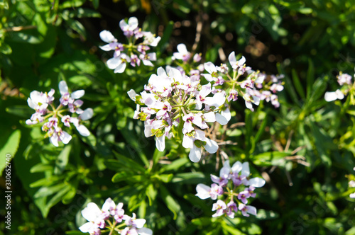 Iberis umbellata or globe candytuft pink flowers