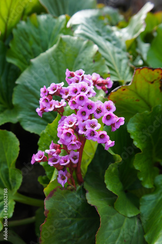 Bergenia cordifolia or heartleaf bergenia rotblum pink flowers vertical