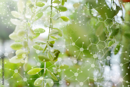 Biology laboratory nature and science, Plants with biochemistry structure on green background.