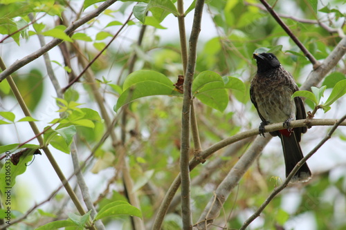 one Red Vented Bulbul bird or one bird sitting on the tree or tree branch on the morning with white background photo