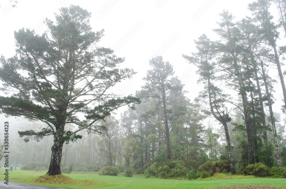 A trees in a fog with a cloudy background 