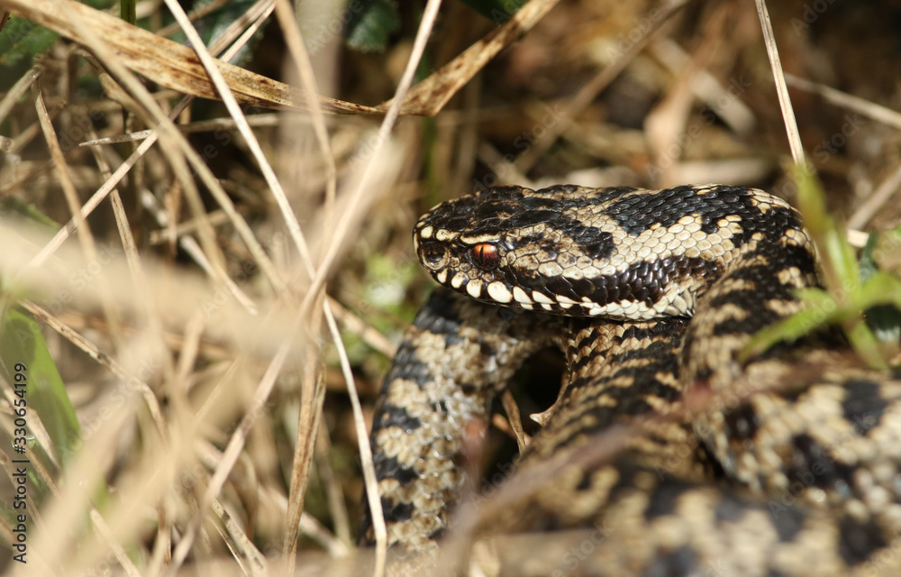 A beautiful Adder, Vipera berus, snake just out of Hibernation basking in the morning sunshine. A beautiful Adder, Vipera berus, snake just out of Hibernation basking in the morning sunshine.