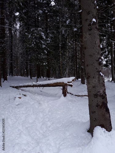 Snow in the forest - Oslo, lake Sognsvann  photo