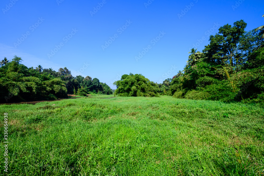 A beautiful view of wetlands from Kerala, India A beautiful view of wetlands from Kerala, India