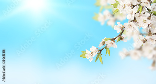 Flower of cherry on blue sky sunny background